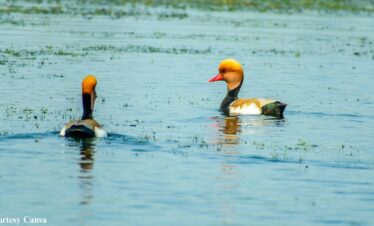 Bharat Darshan Odisha Tour — devotion across Jagannath and Shakti shrines.