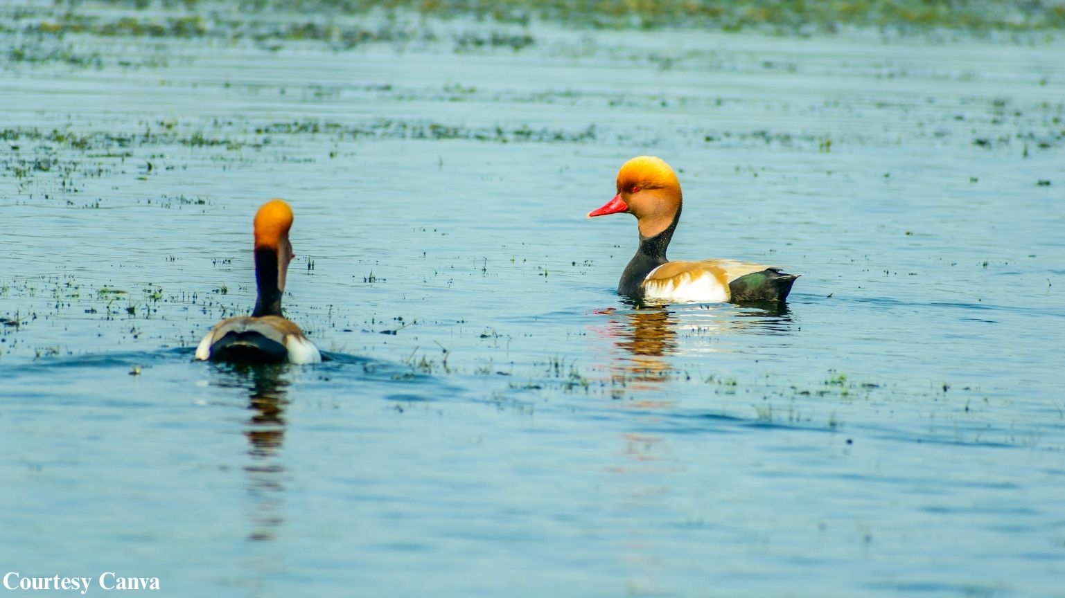 Bharat Darshan Odisha Tour — devotion across Jagannath and Shakti shrines.