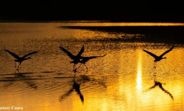 Bharat Darshan Odisha Tour — devotion across Jagannath and Shakti shrines.