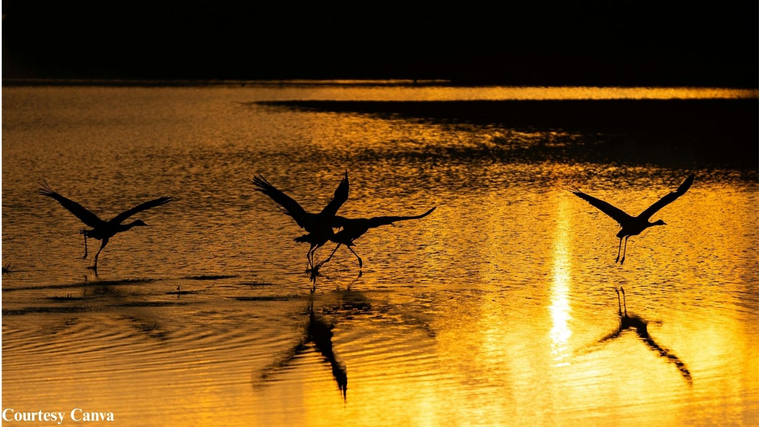 Bharat Darshan Odisha Tour — devotion across Jagannath and Shakti shrines.